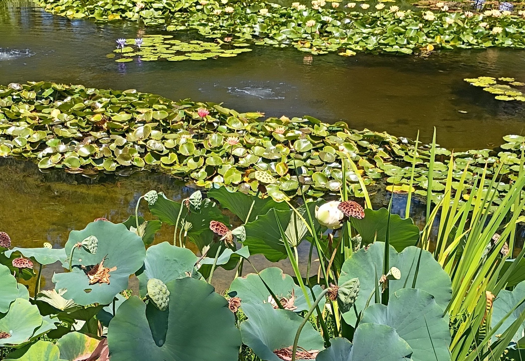 Water garden with lily pads and lotus flowers at Norton Simon Museum.